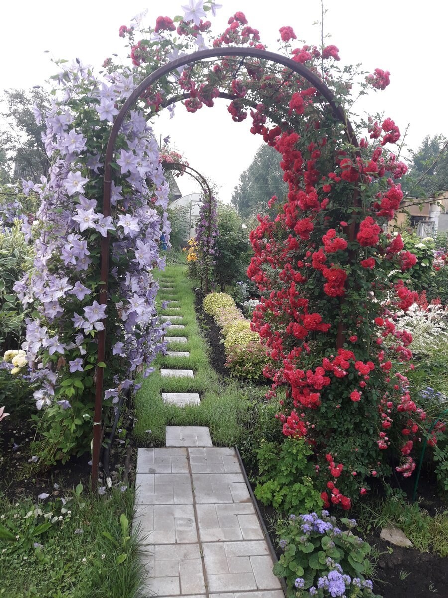 Плетистая роза на арке