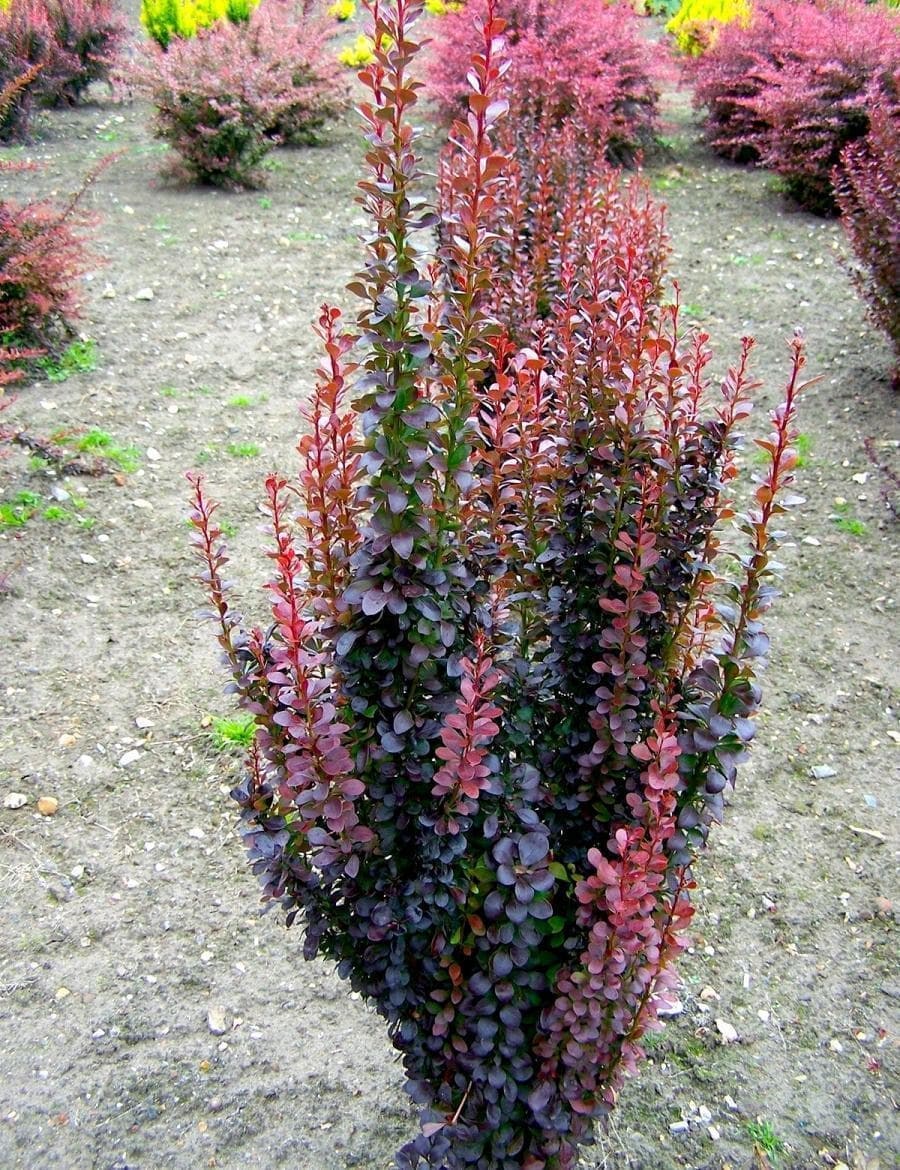 Барбарис Тунберга ред Пиллар