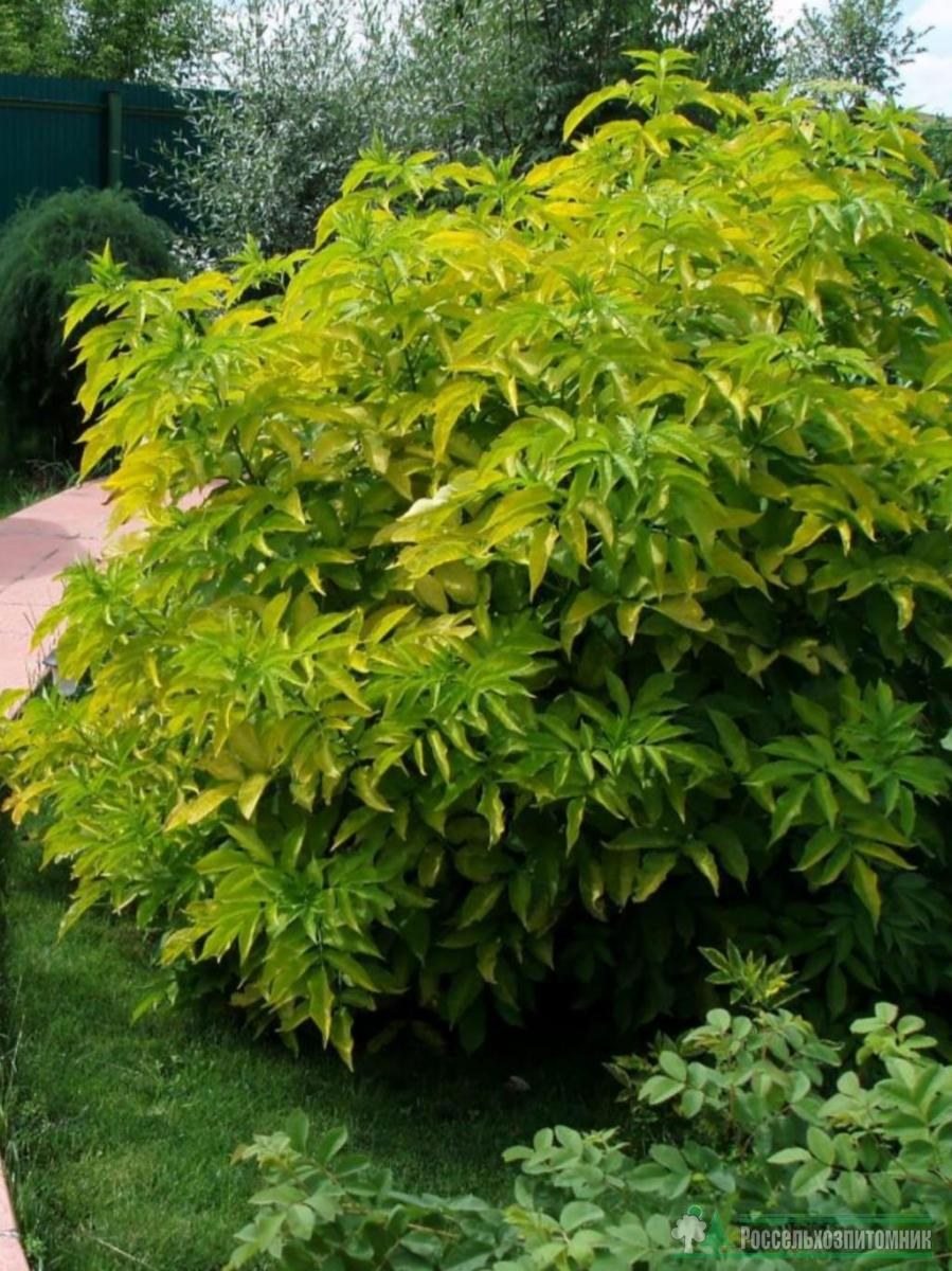 Бузина черная Ауреа