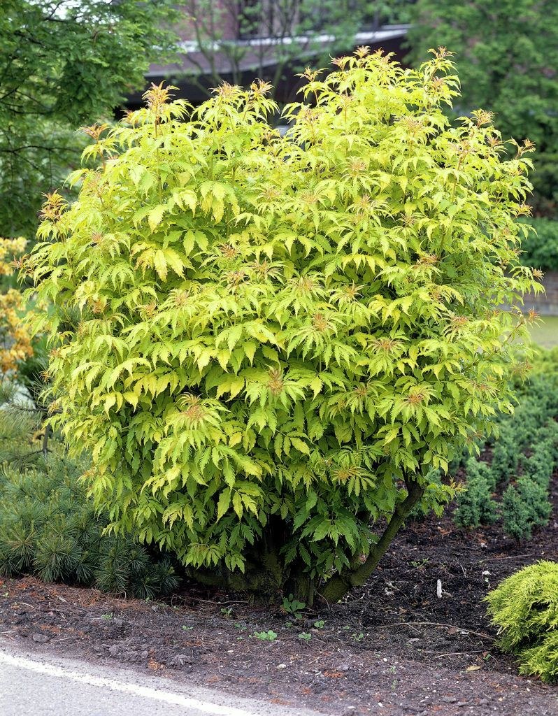 Бузина черная Ауреа