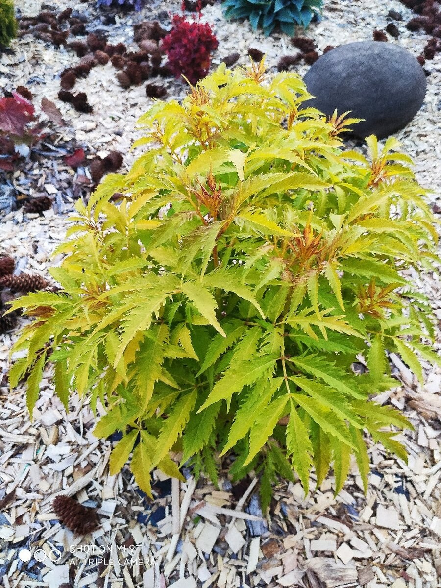 Бузина кистистая, Sambucus racemosa