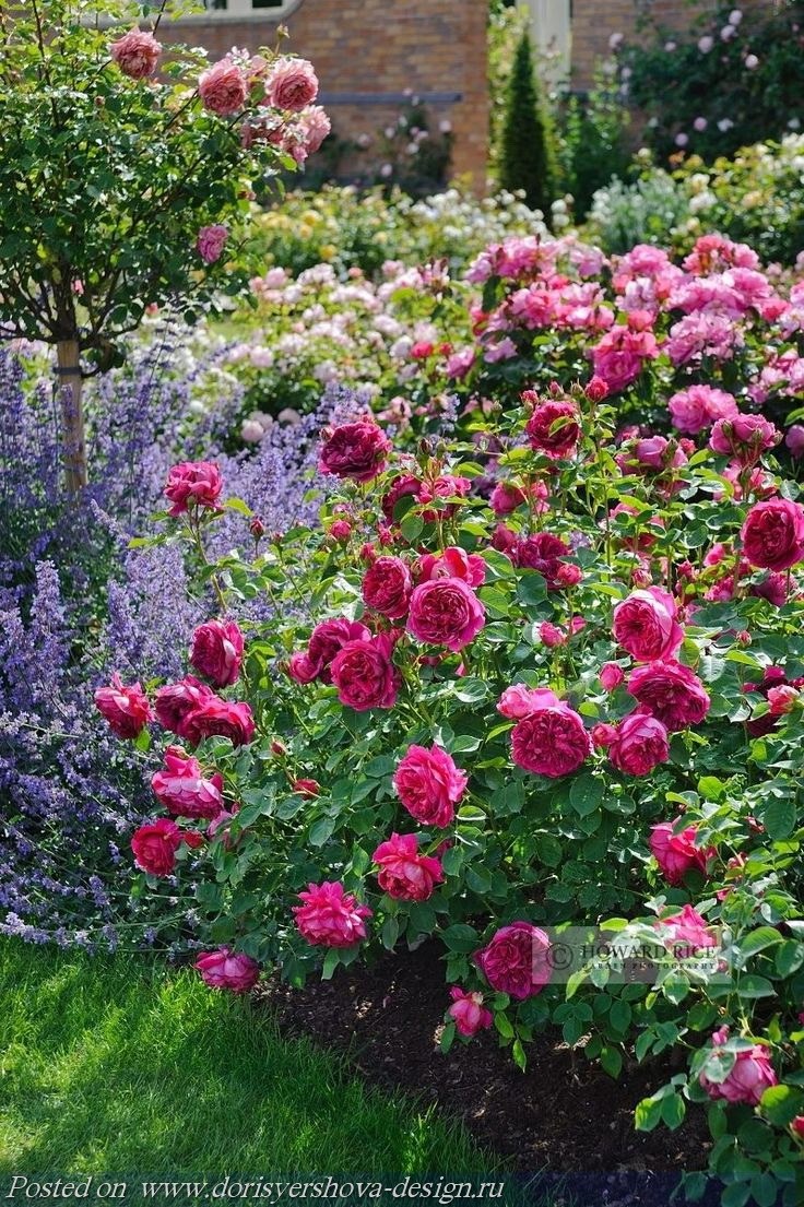 Роза бьютифул Гарден