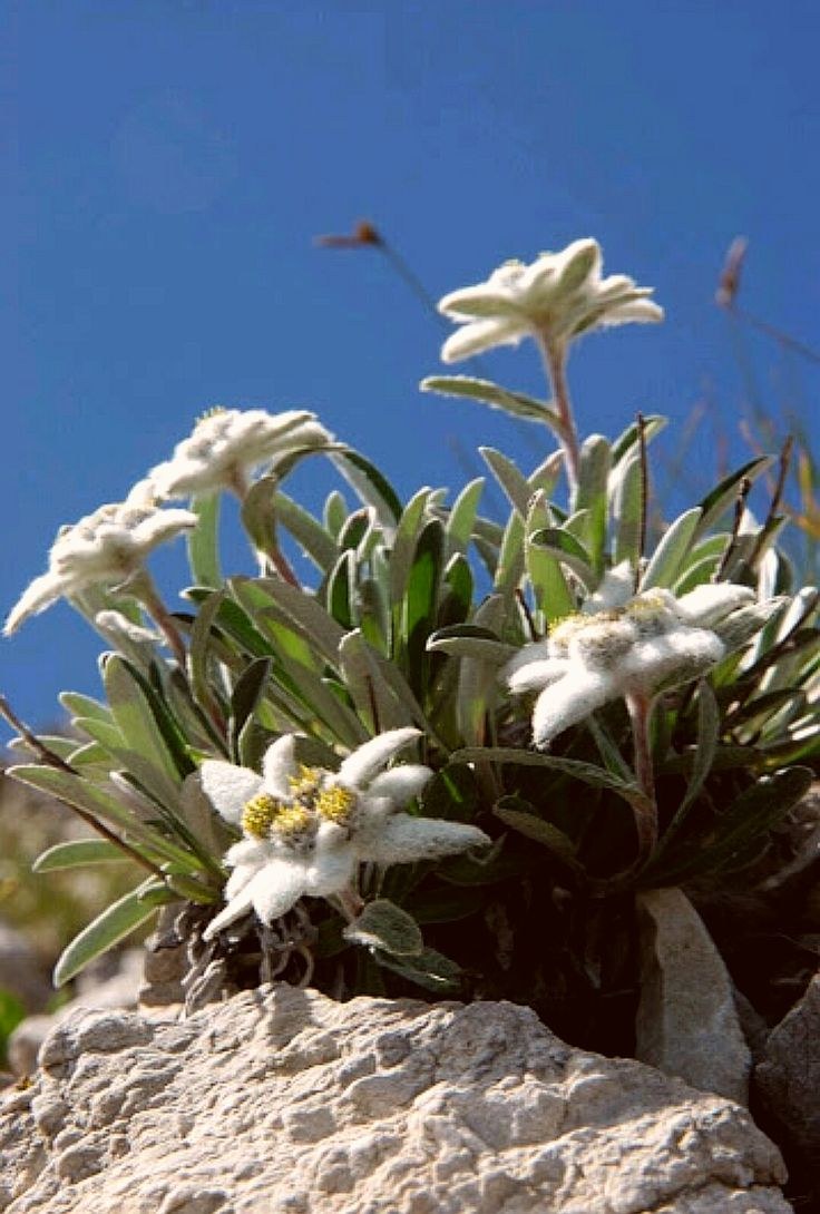 Растение Эдельвейс Альпийский