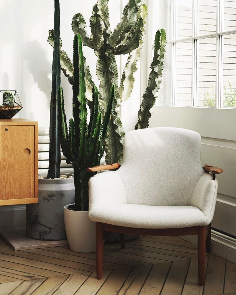 Кактусы в декоре интерьера