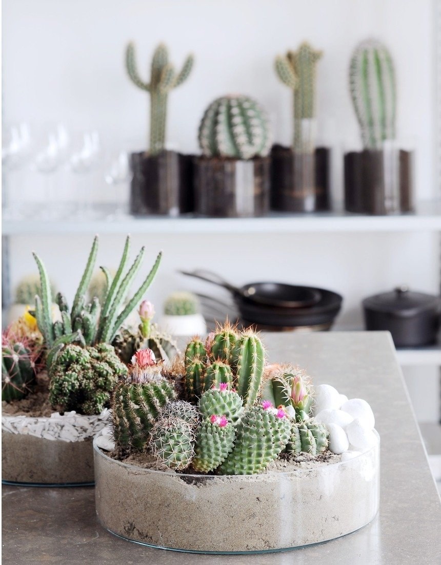 Суккуленты Тенерифе