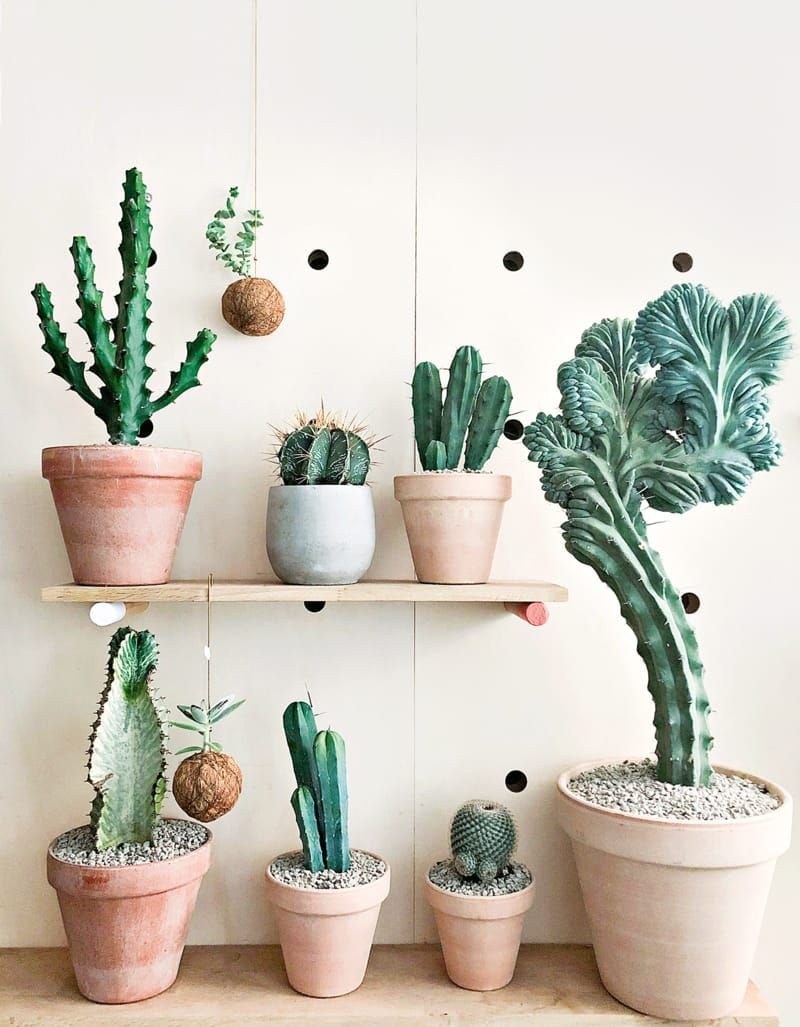 Кактусы в декоре интерьера