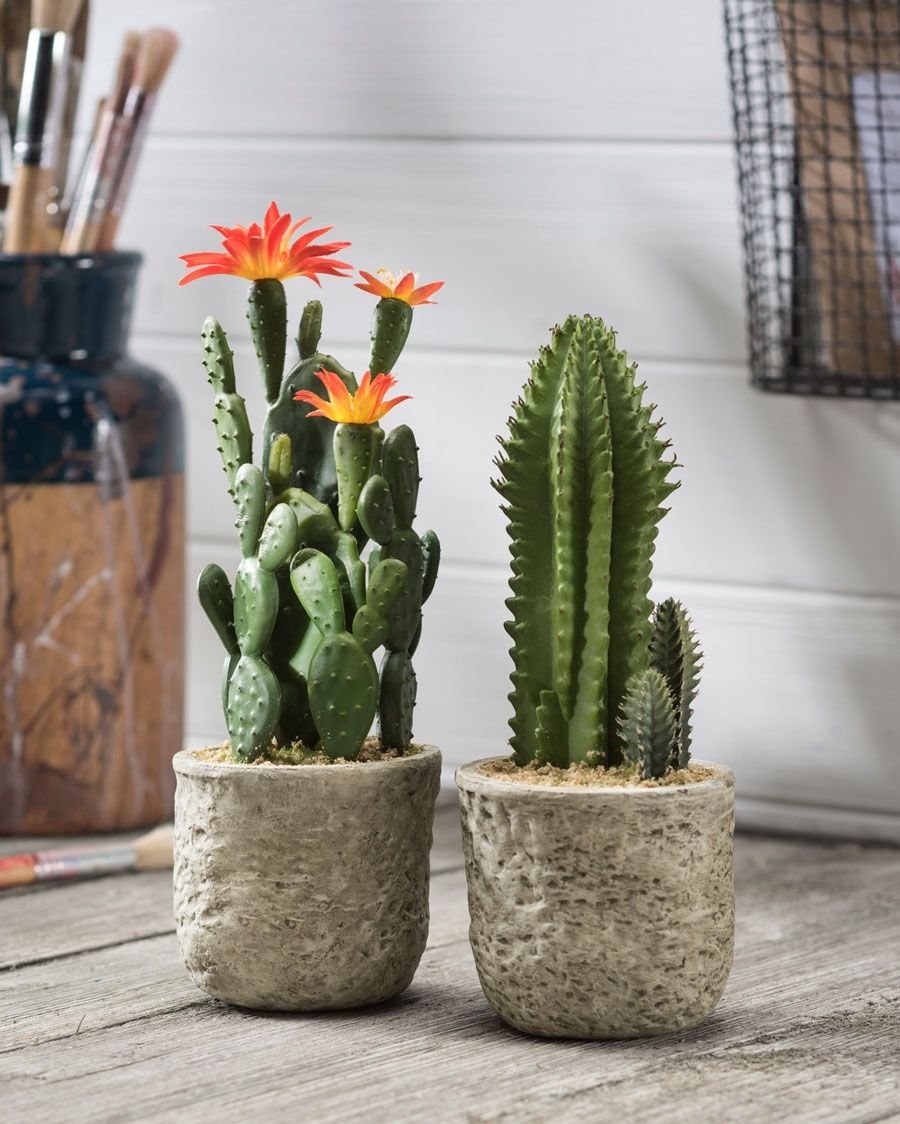 Кактус интерьерный