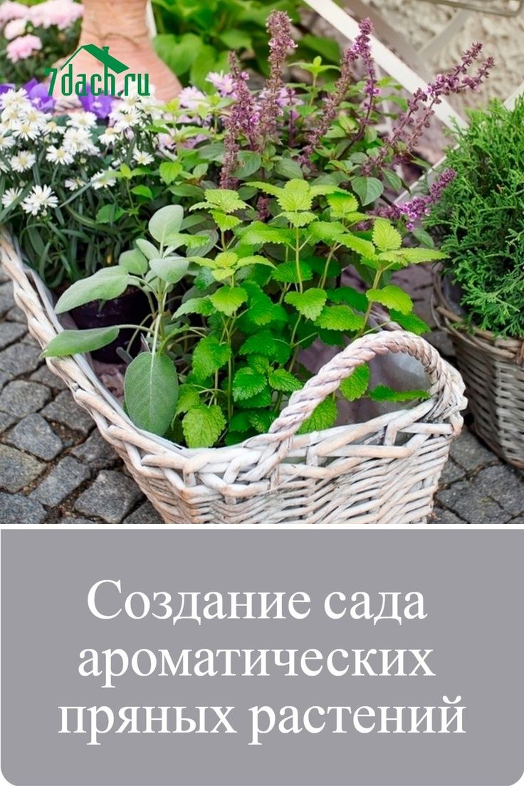 Огородик пряных трав