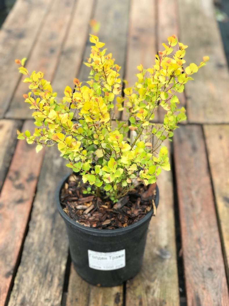 Береза Нана Голден Треже