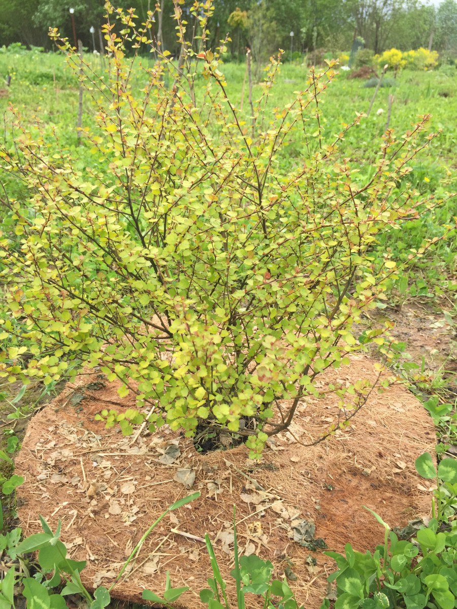 Берёза карликовая Голден Дрим