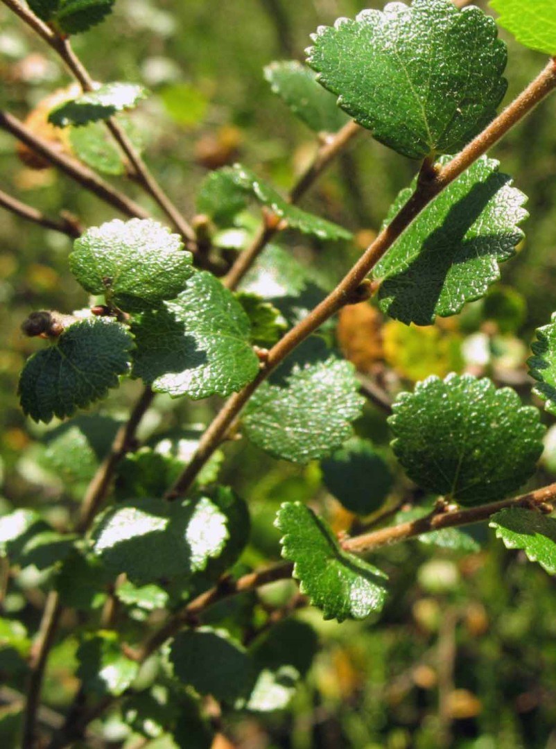 Ерник береза