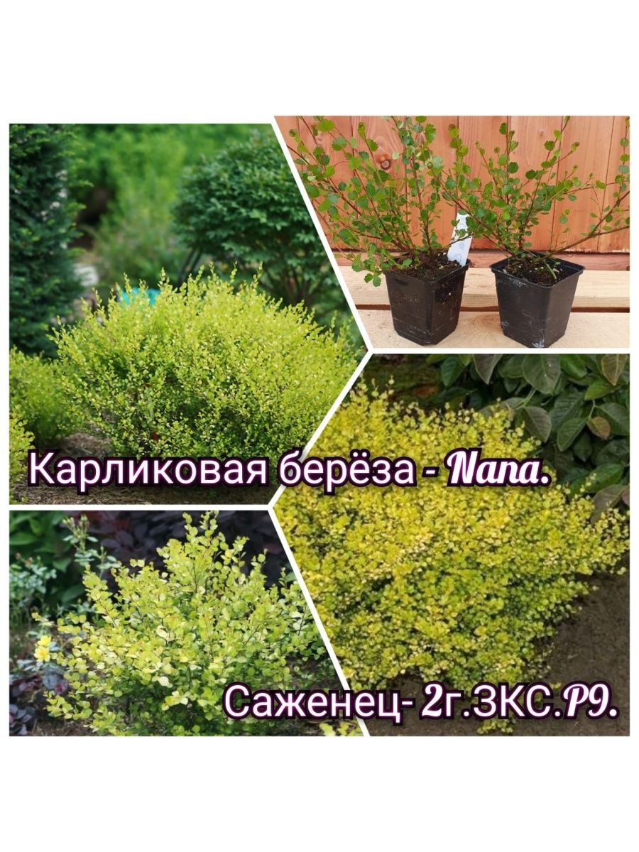 Береза Нана