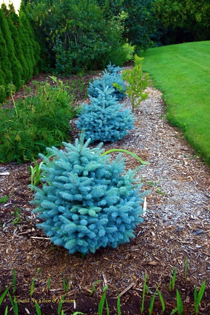 Ель Глаука Глобоза