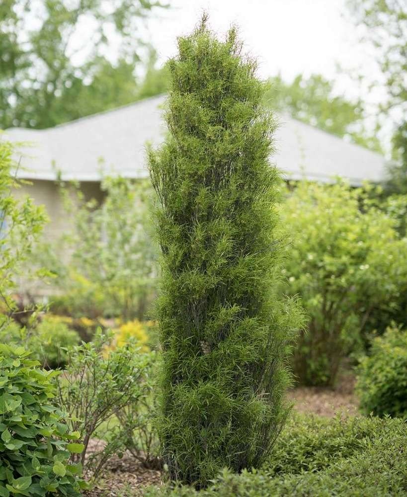 Крушина ломкая ольховидная Файн лайн