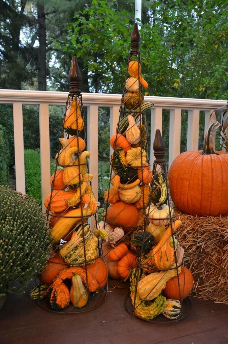 Декоративная тыква в саду