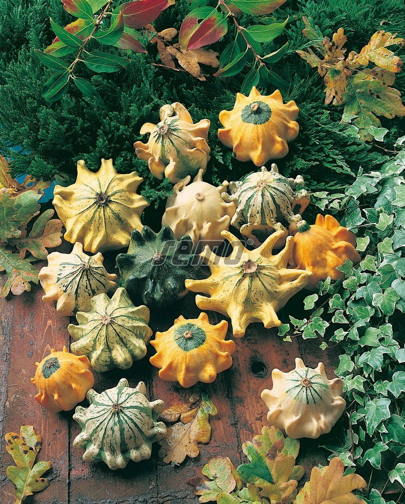 Тыква декоративная Терновый венец