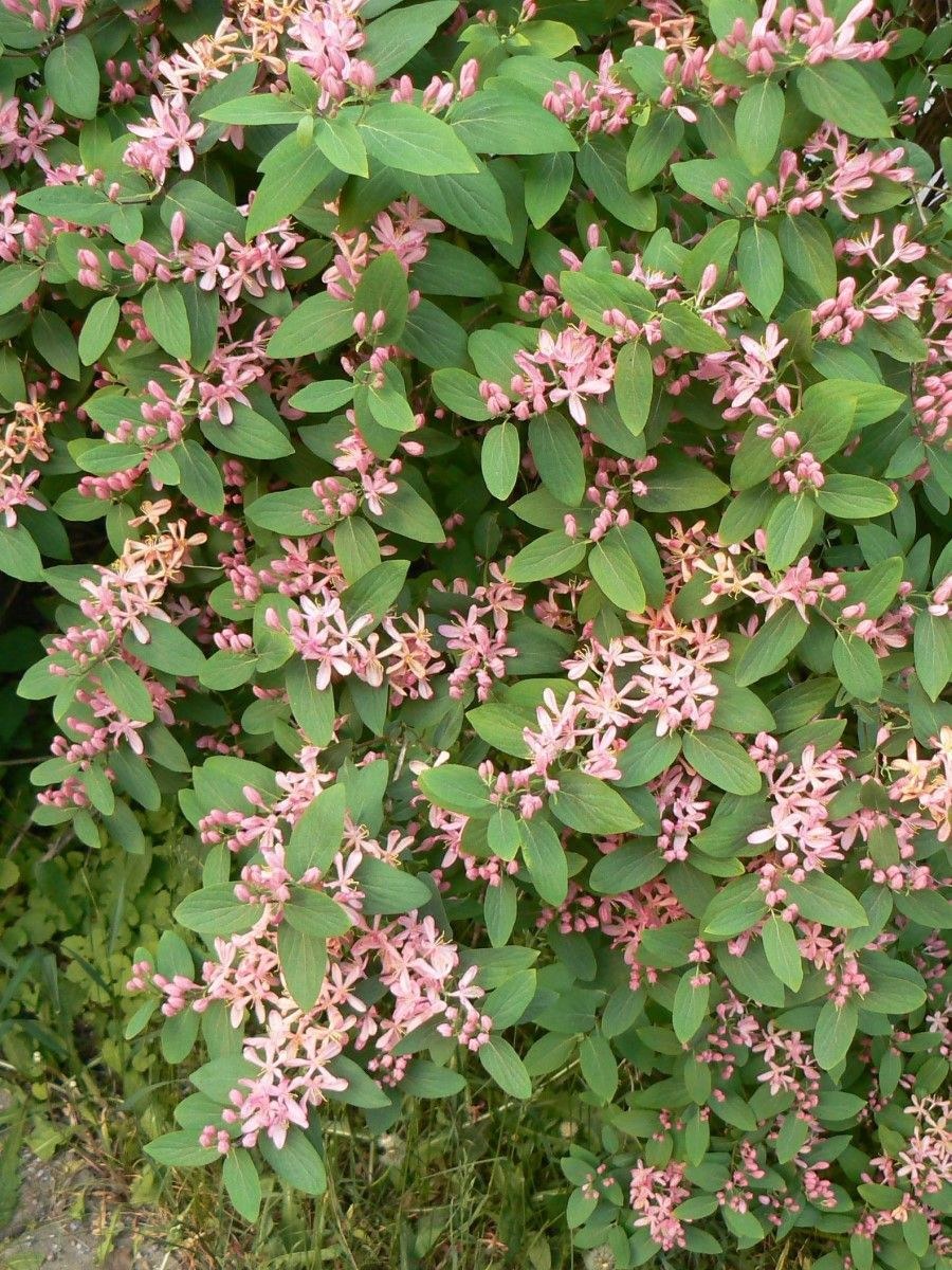 Жимолость Татарская