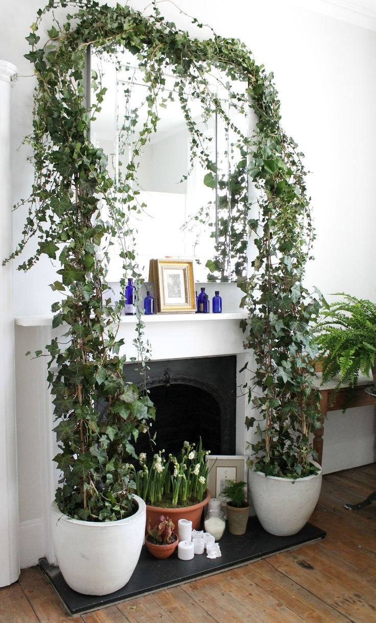 Лиана Хедера Хеликс