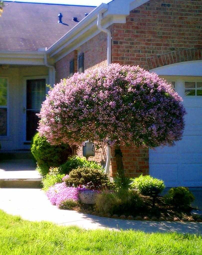 Штамбовая сирень Мейера