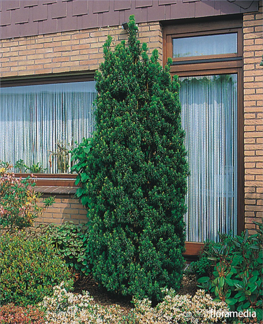 Туя Фастигиата