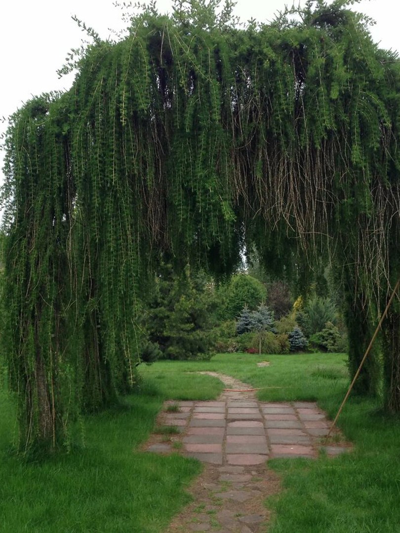 Лиственница европейская Larix decidua