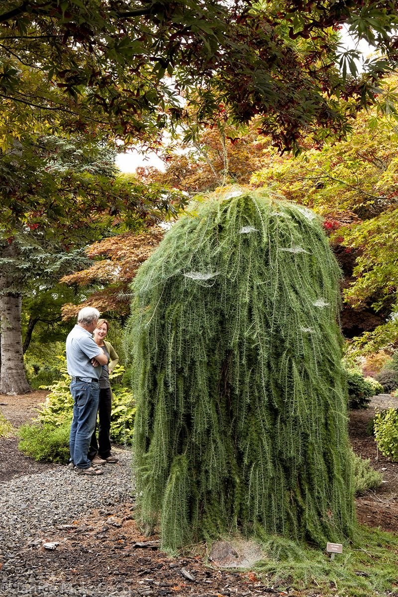 Лиственница европейская pendula