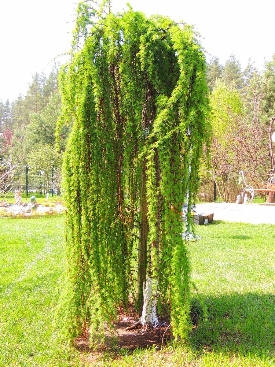 Лиственница европейская Пендула pendula