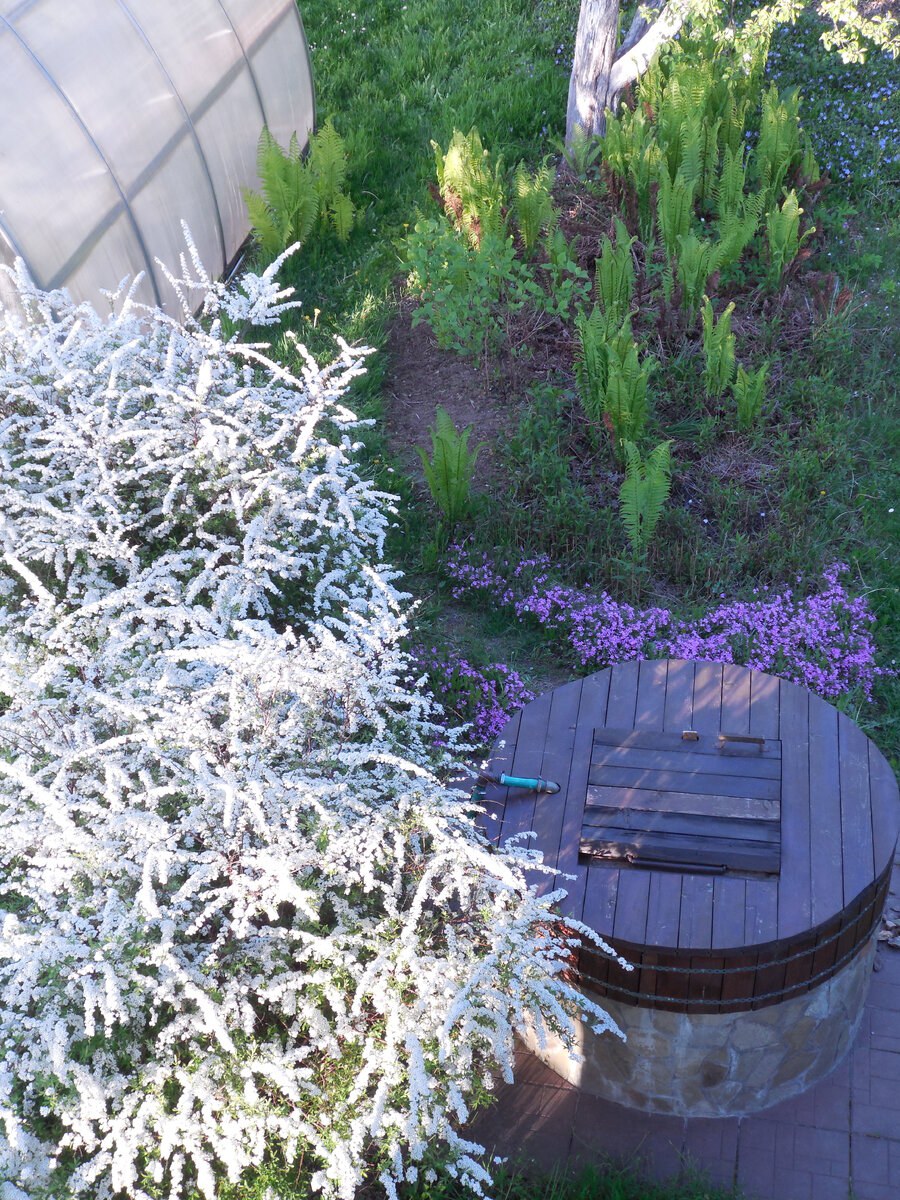 Спирея серая Грефшейм