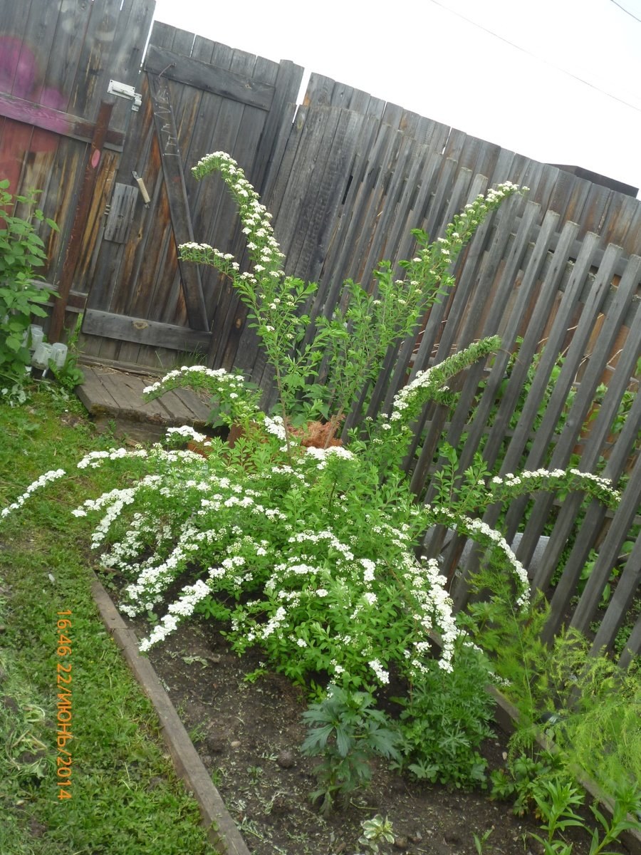 Спирея серая