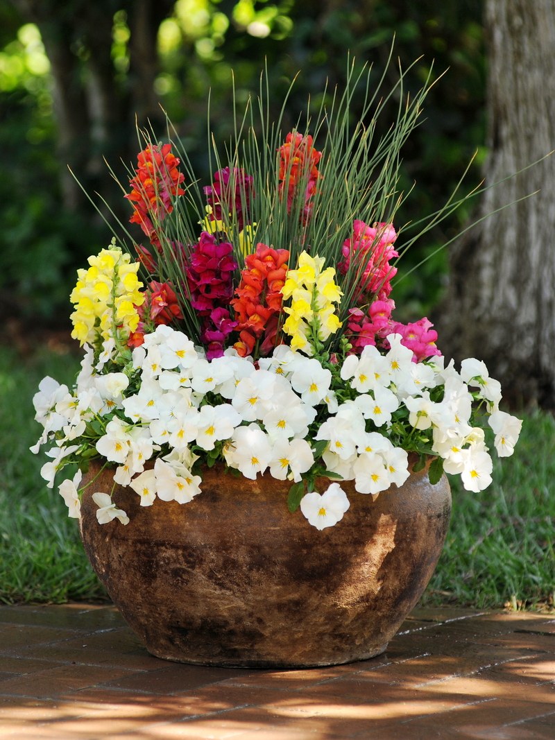 Львиный зев на клумбе