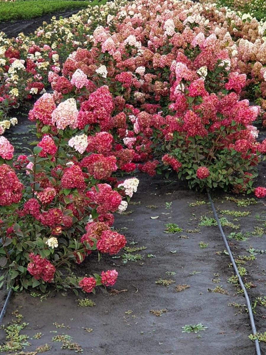 Гортензия метельчатая Самарская Лидия