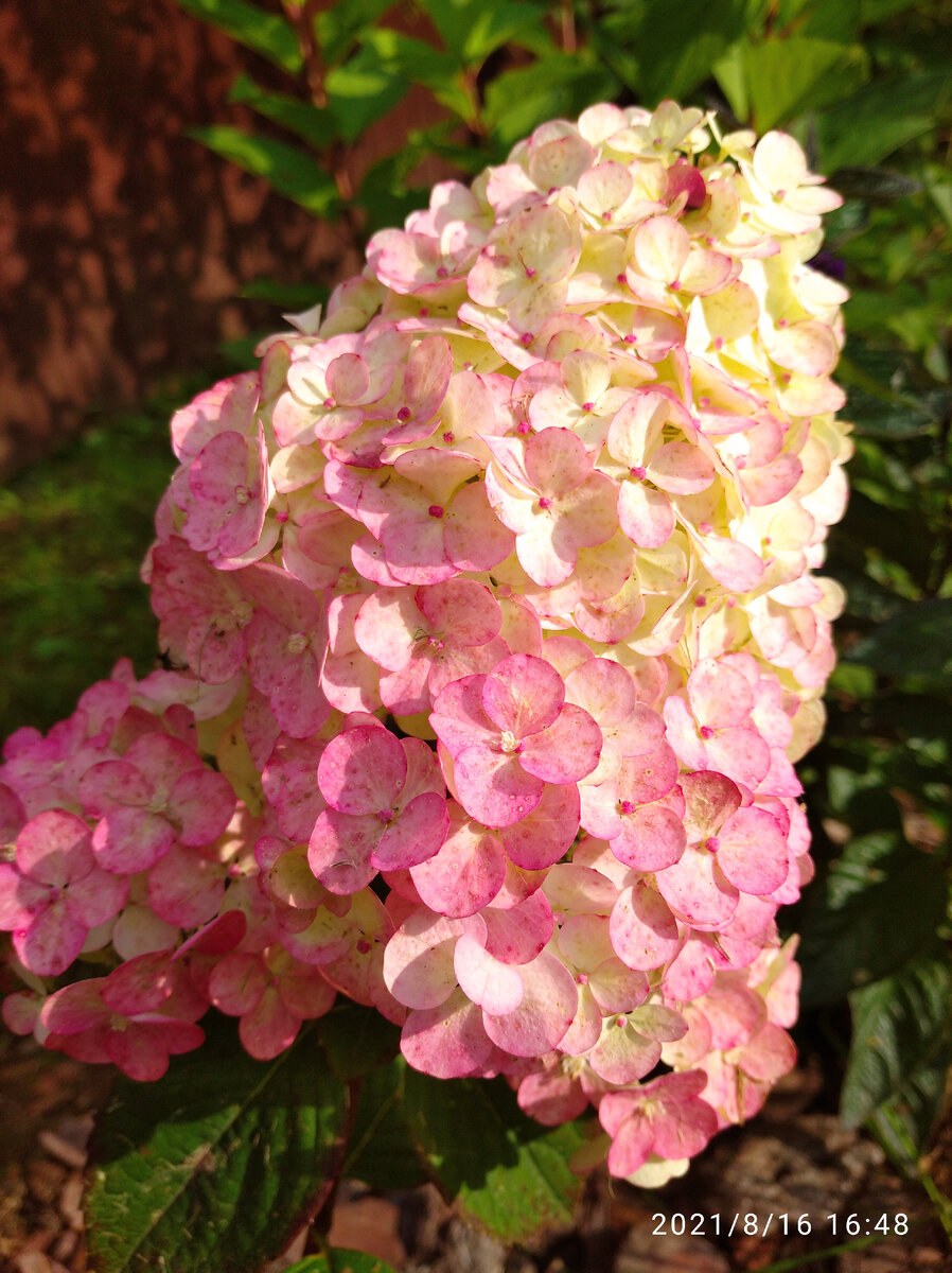 Метельчатая гортензия Самарская Лидия Rensam