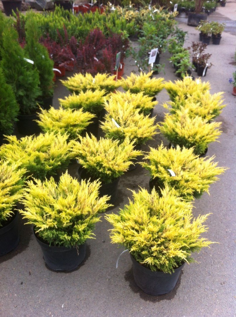 Туя лайм Глоу