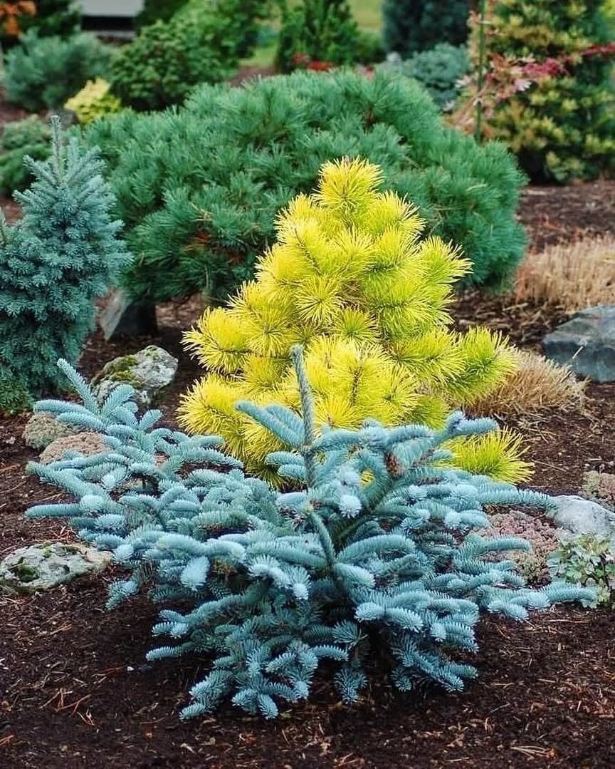 Ель Глаука Глобоза