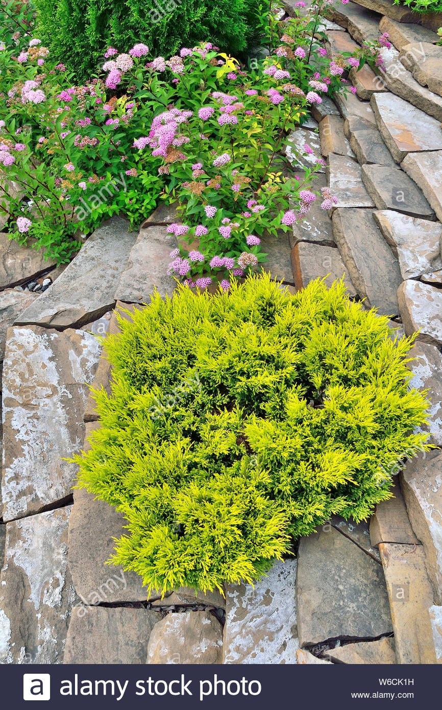 Можжевельник лайм Глоу формировка