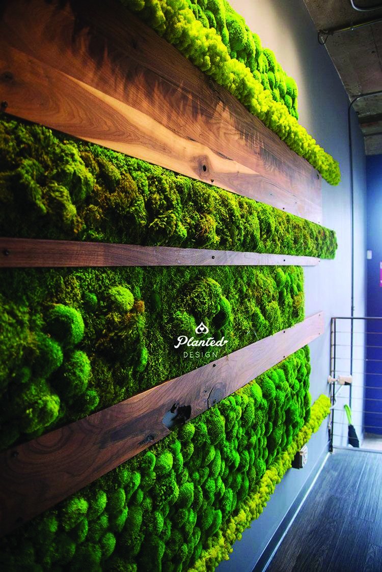 Фитостена ягель