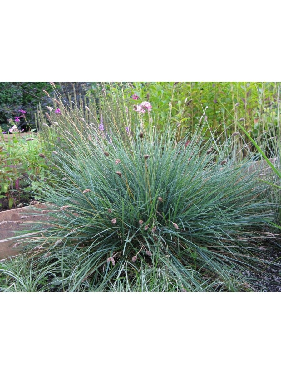 Сеслерия голубая