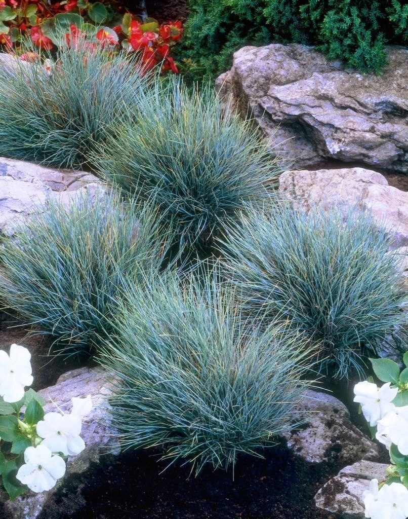 Овсяница сизая (Festuca glauca)