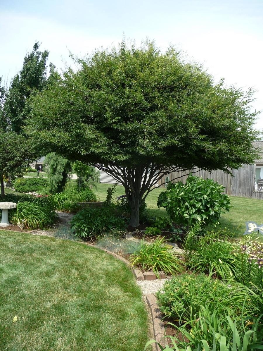 Ива ломкая шаровидная