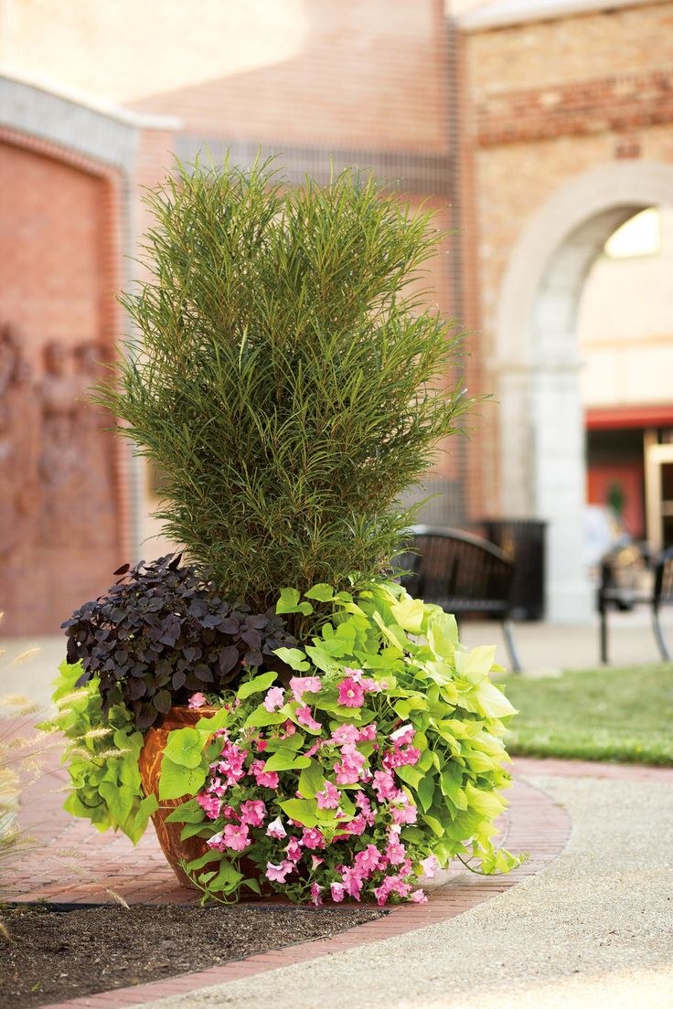 Крушина ломкая Файн