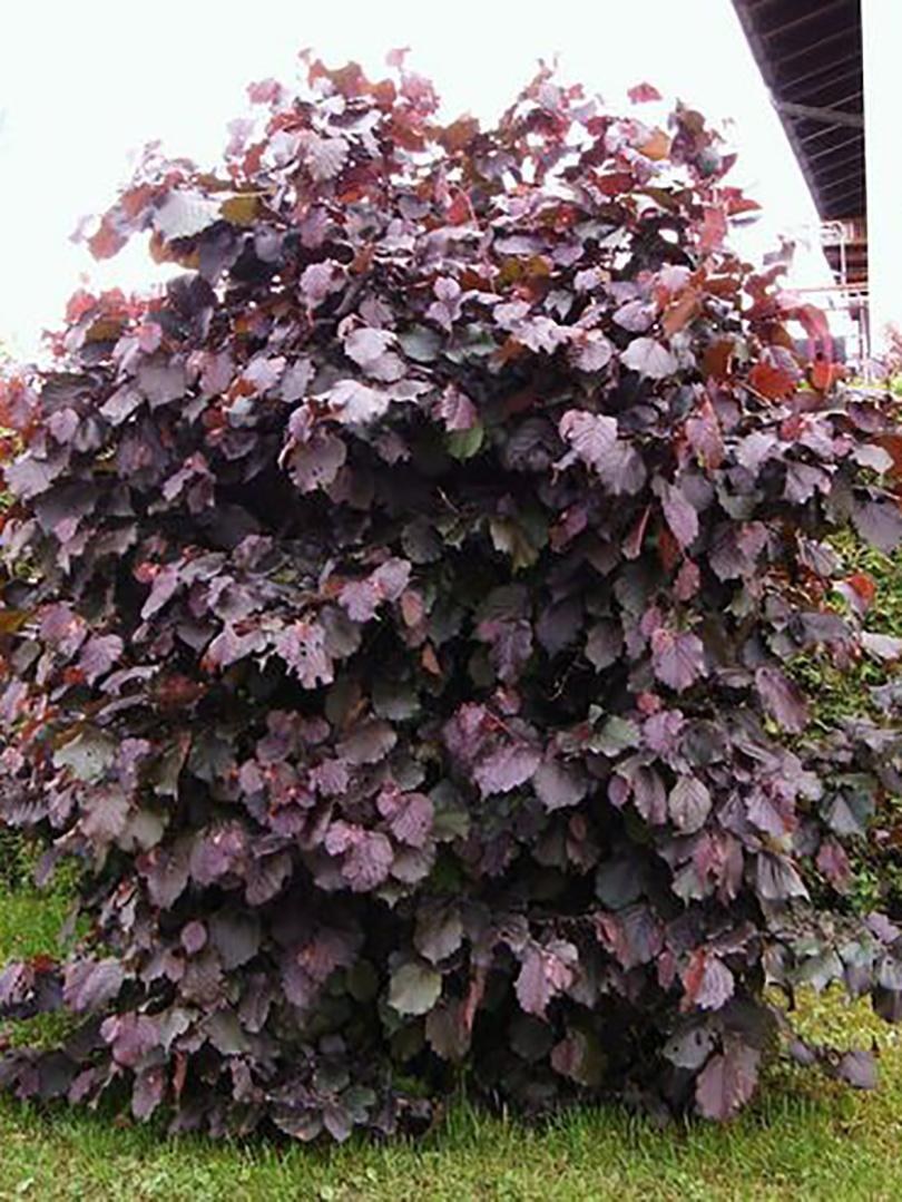 Лещина обыкновенная краснолистная