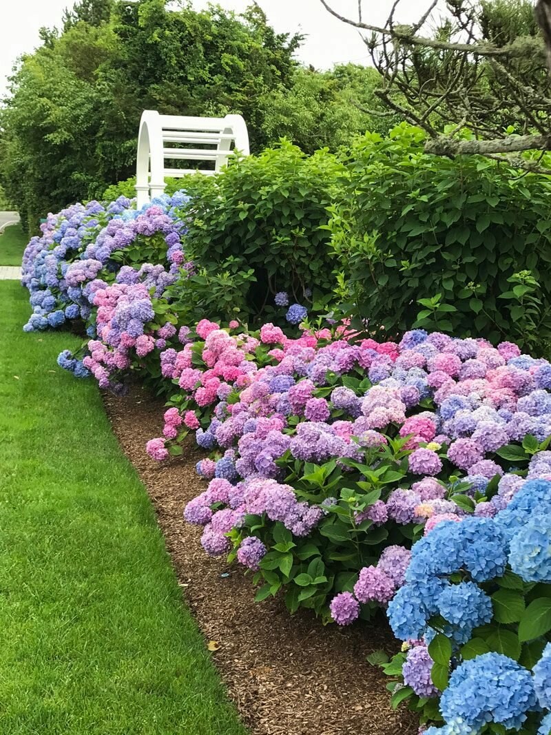 Гортензия Hydrangea