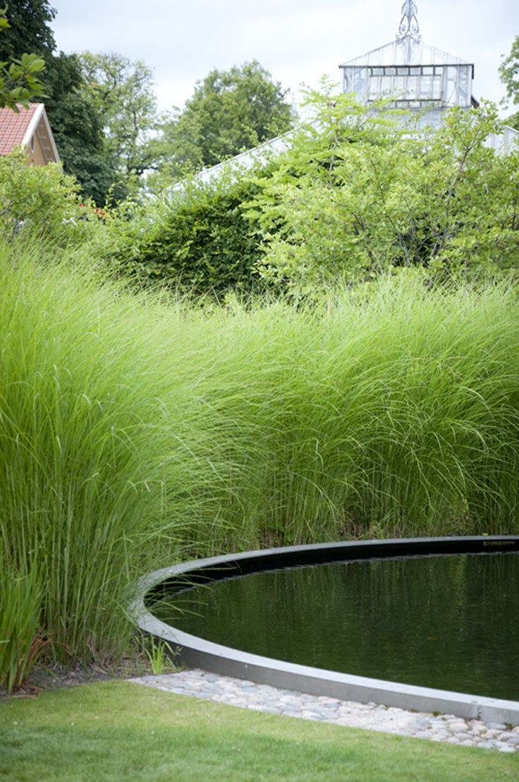 Мискантус кратер