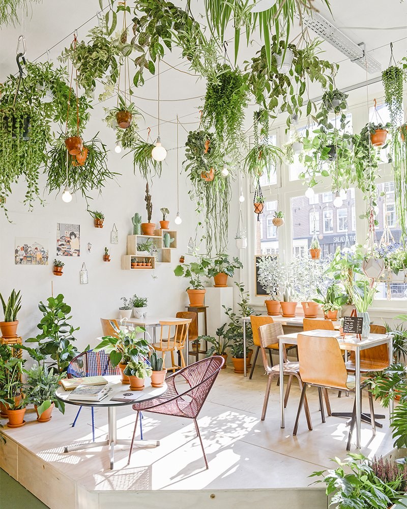 Комната с растениями