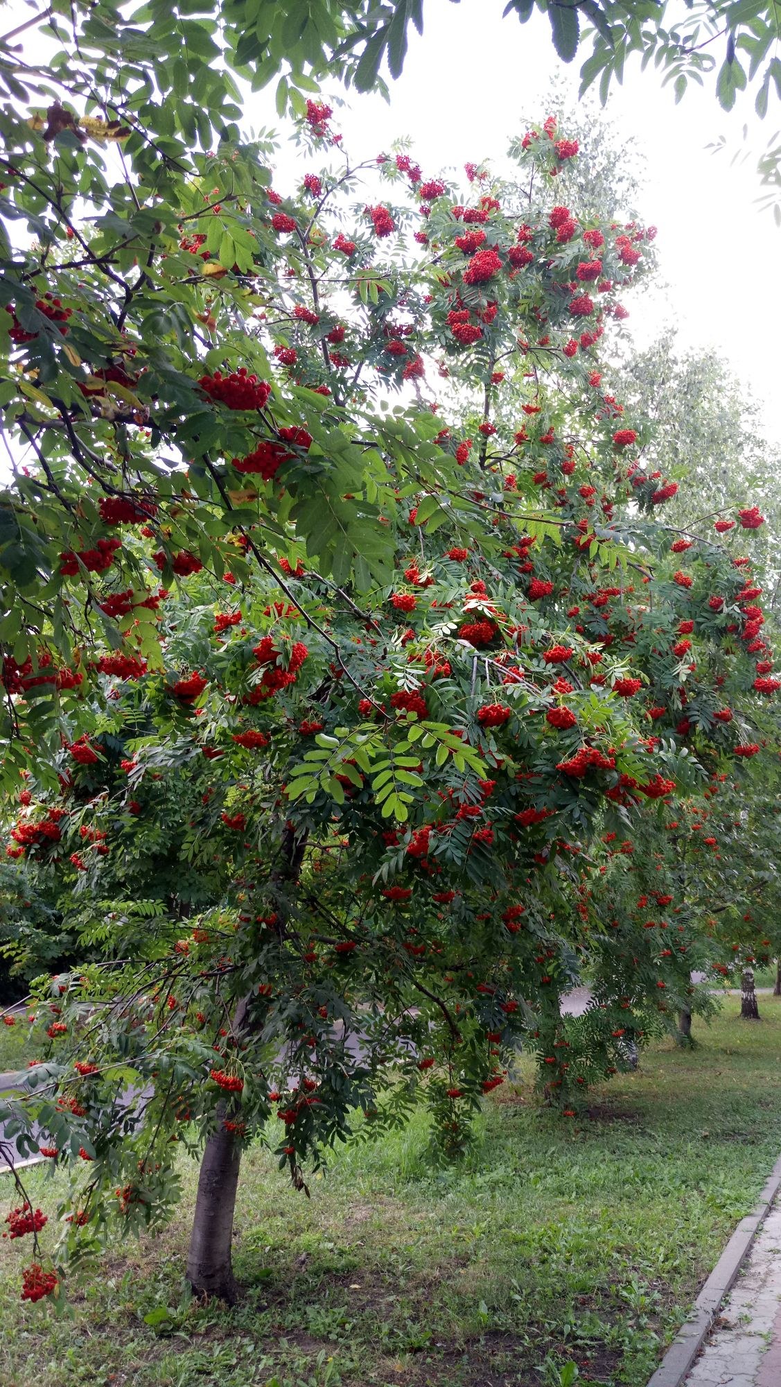 Рябина бурка в ландшафтном дизайне