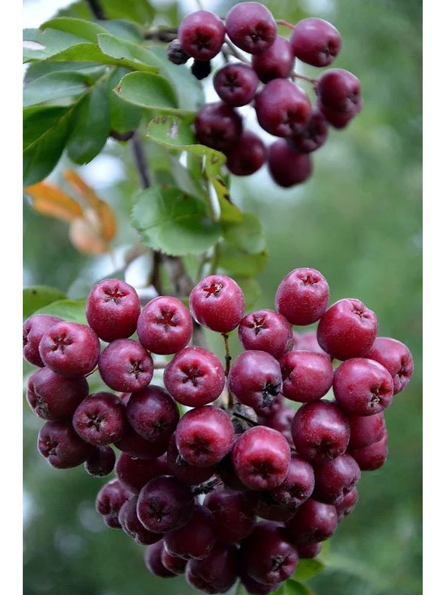 Рябина Тюрингская Гранатная