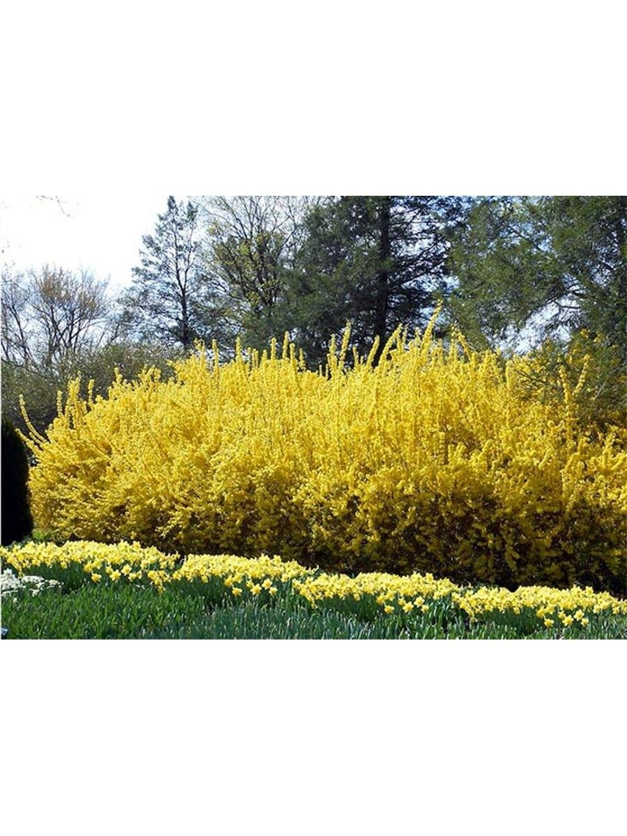 Форзиция в ландшафтном дизайне с чем сочетается (58 фото)