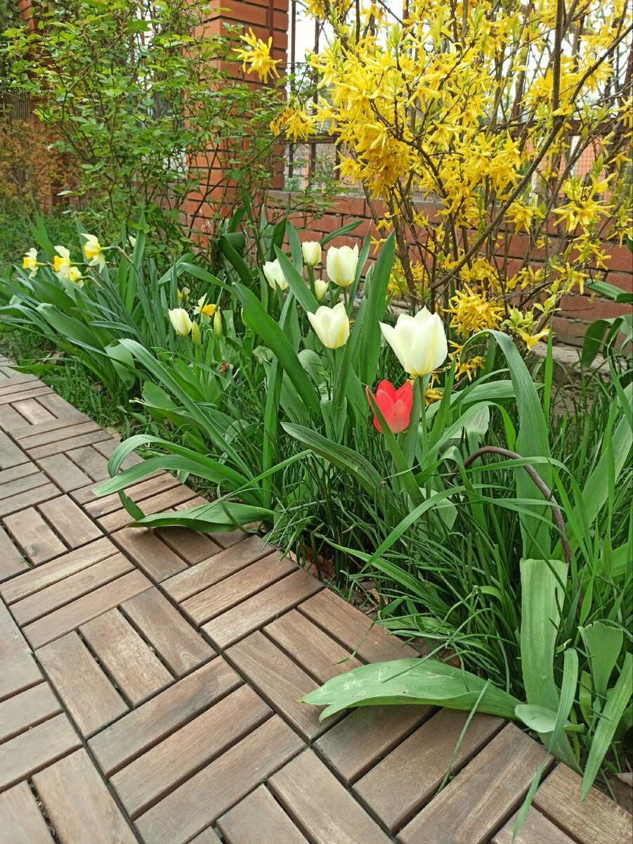 Форзиция и тюльпаны