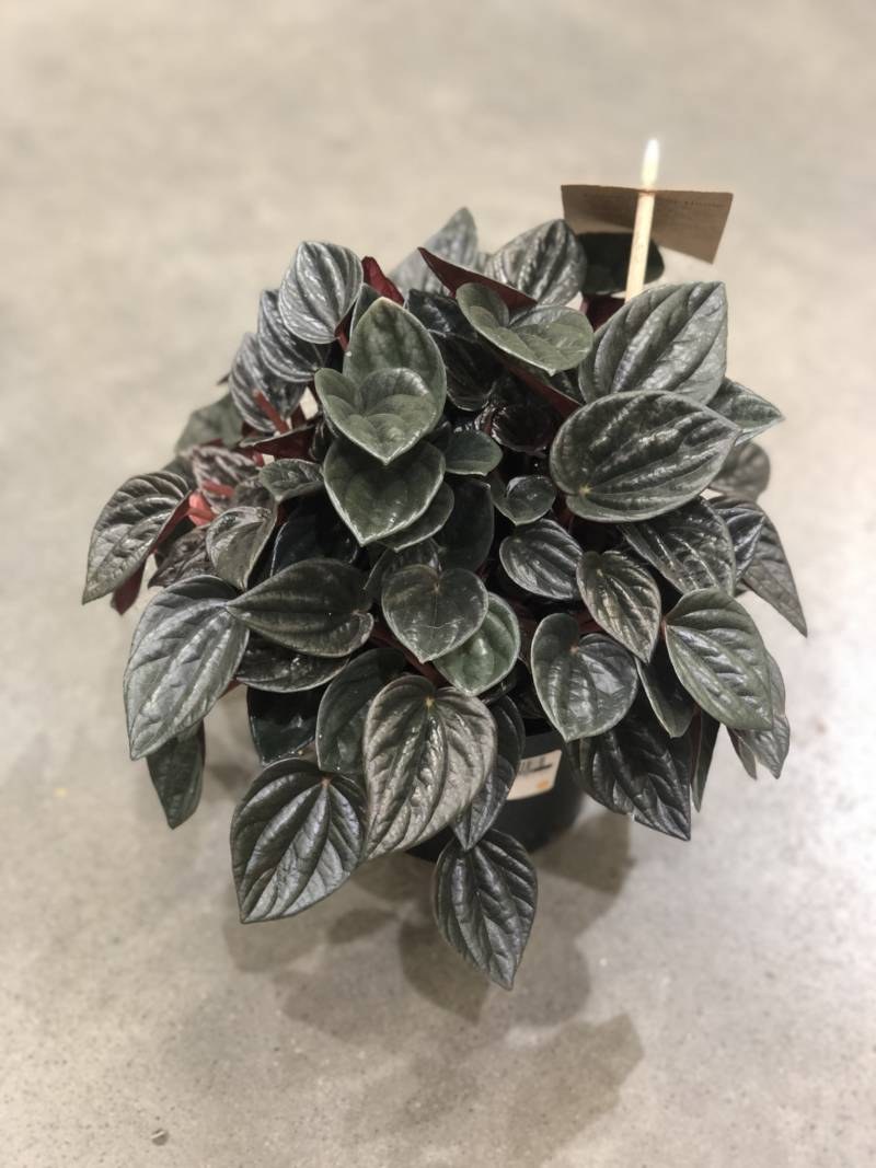 Пеперомия Фразера вулкан