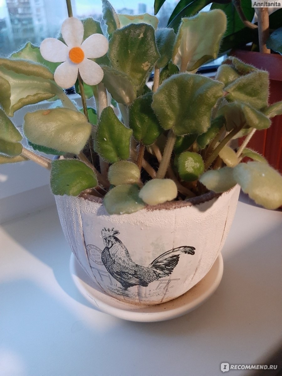 Горшки для цветов из фикса